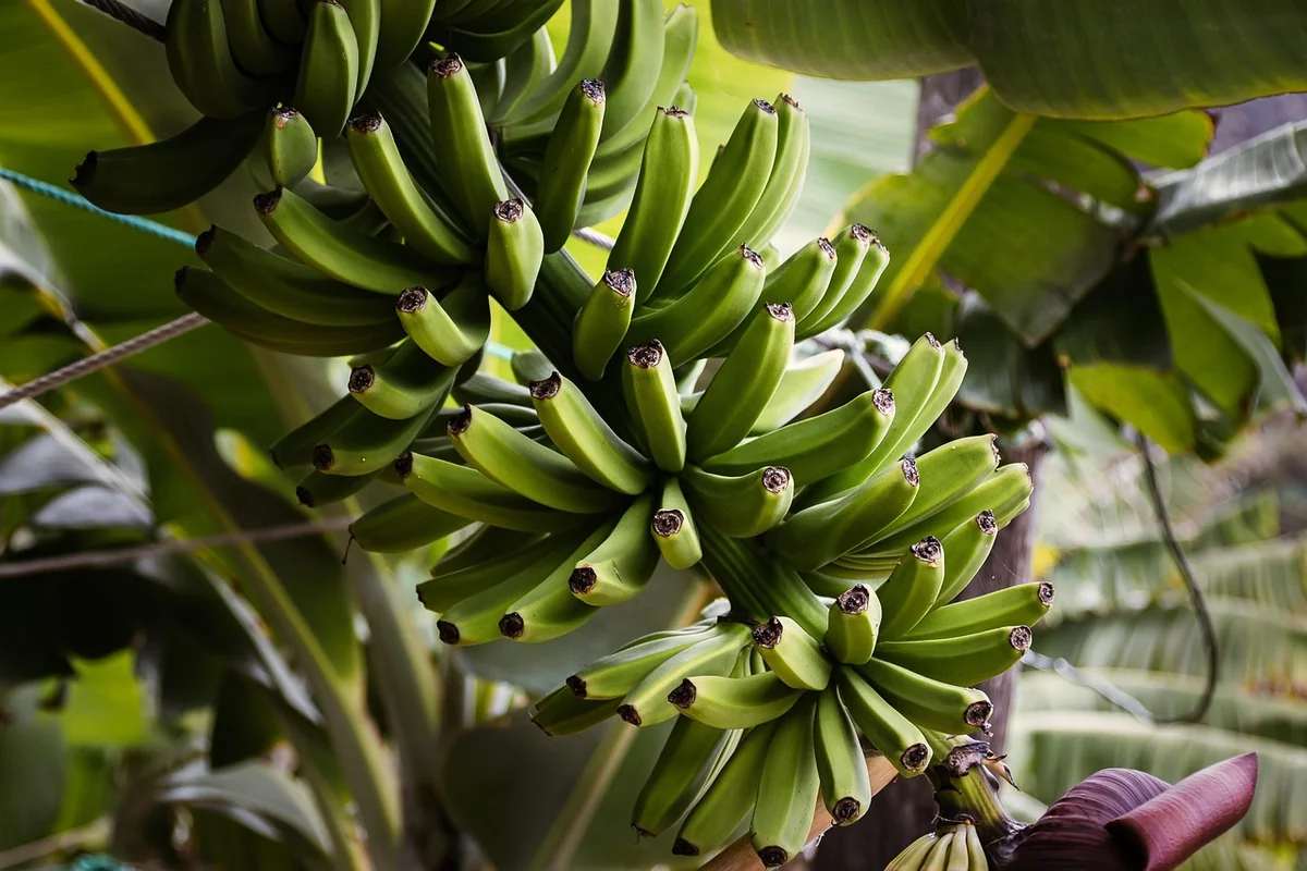 Le cycle de culture complet : de la plantation à la récolte