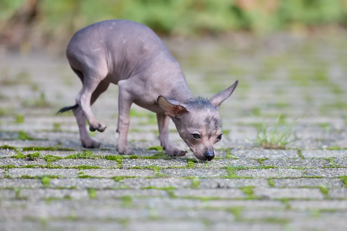 Découvrez les tarifs 2026 pour la détection canine des punaises de lit : guide complet