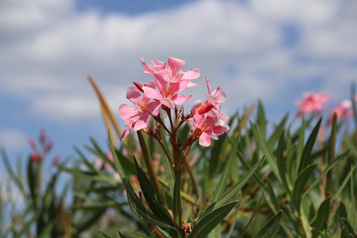 Laurier-rose feuille marron : quel traitement naturel en 2026 ?