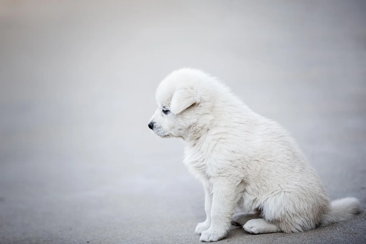Quand faire appel à un chien renifleur ?